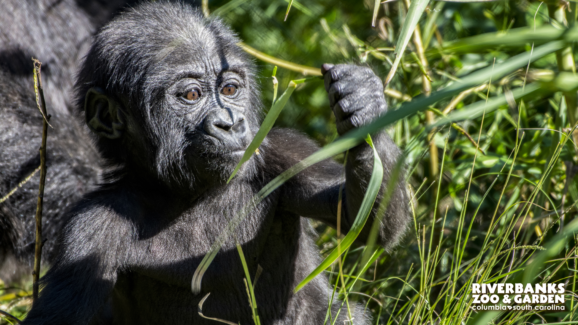 Riverbanks Zoo & Garden Columbia, South Carolina(02)